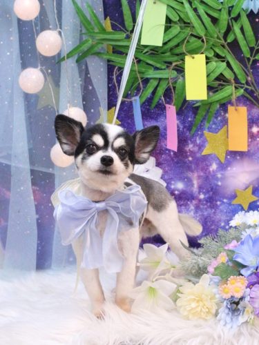 20250708ロミオくん